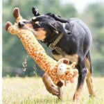 ⁦דביבון לונגי Outward Hound⁩ – תמונה ⁦2⁩